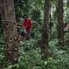 Unos hombres recogen resina de los árboles de damar en la provincia de Lampung, Indonesia.