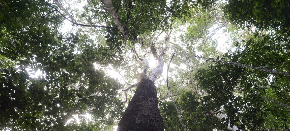 A Amazônia Legal envolve nove estados brasileiros, que concentram cerca de 60% da Floresta Amazônica