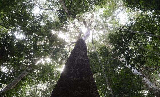 Árvores na Amazônia brasileira