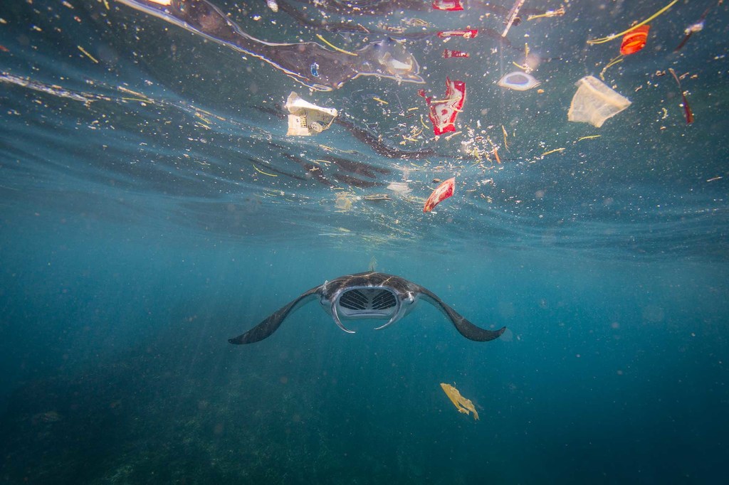 Una manta raya nada bajo el agua, debajo de una capa de basura plástica que flota en la superficie del océano.