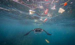 Up to 12 million metric tons of plastic enter the ocean every year — the equivalent of a garbage truck every minute.