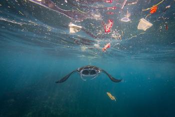 Up to 12 million metric tons of plastic enter the ocean every year — the equivalent of a garbage truck every minute.