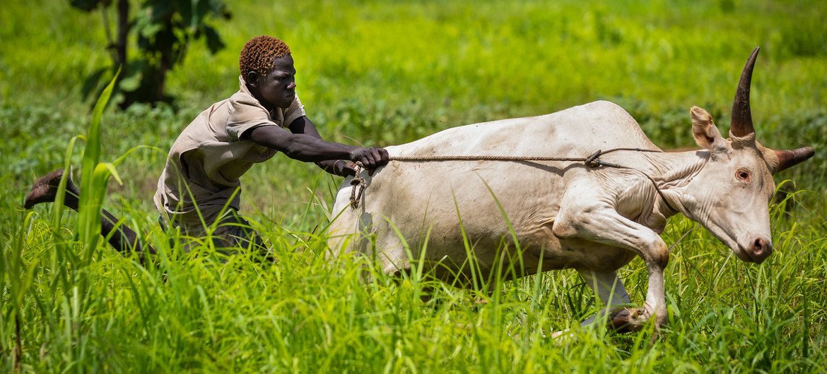 ‘A spirit of oneness’: Cooperatives cultivating peace in South Sudan