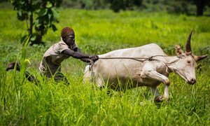 Involving young people in South Sudan in farming activities may prevent them from taking up arms.