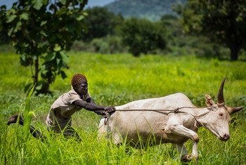 Kuhusisha vijana wa Sudan Kusini katika shughuli za kilimo kunaweza kuwazuia kujitumbukiza kwenye vitendo vya uhalifu.