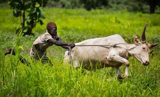 ‘A spirit of oneness’: Cooperatives cultivating peace in South Sudan