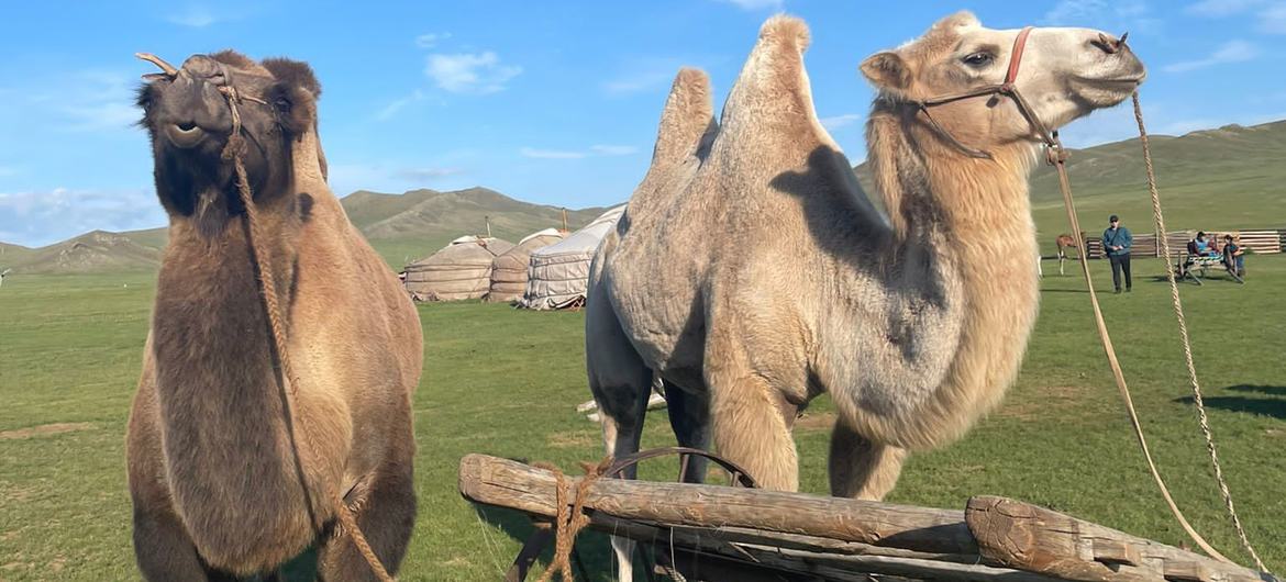 Семейство верблюдовых, к которым относятся различные виды от альпак до верблюдов, лам и викуний, содействует продовольственной безопасности и экономическому росту, а также имеет культурное значение. На фото: Монголия