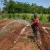 Sri Lanka. Fields lay fallow as fertilizer and fuel shrotages make cultivating unprofitable