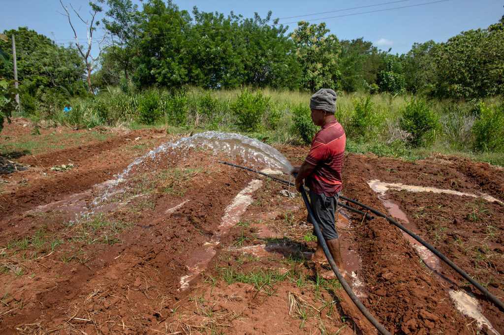 Au Sri Lanka, les champs sont laissés en friche car les pénuries d'engrais et de carburants rendent la culture non rentable.