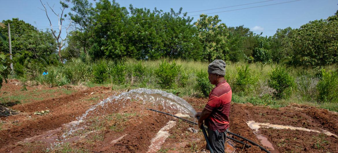 La agricultura desempeña una función vital en la ecuación del agua, por ser el responsable de al menos el 70% de las extracciones de agua limpia. 