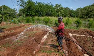 Sri Lanka. Fields lay fallow as fertilizer and fuel shrotages make cultivating unprofitable