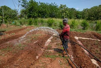 在斯里兰卡，由于化肥和燃料短缺，田地休耕。