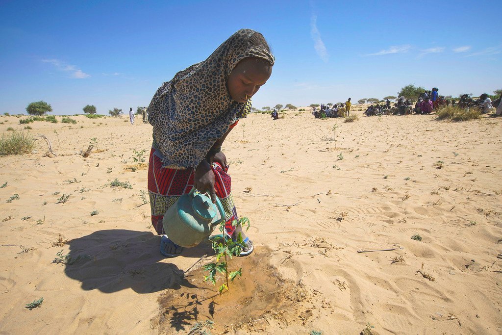 Une jeune fille arrose des semis à Merea, au bord du lac Tchad, une activité devenue une corvée quotidienne.