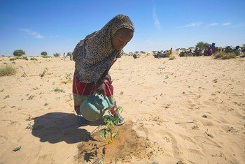 Une jeune fille arrose des semis à Merea, lac Tchad, une activité devenue une corvée quotidienne.