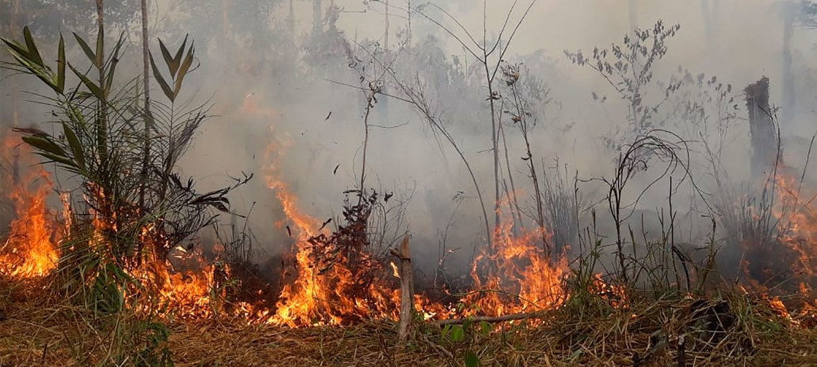 Um incêndio na floresta amazônica no Brasil Um incêndio na floresta amazônica no Brasil