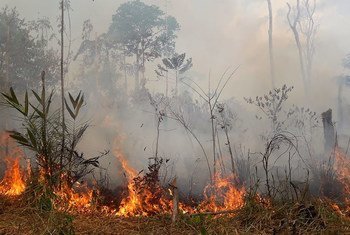 Um incêndio queima na floresta amazônica no Brasil