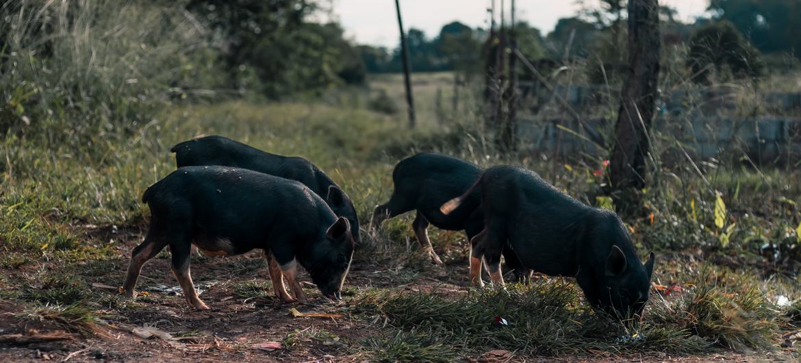 Porcos pretos na China