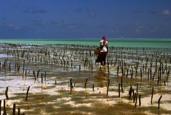 在坦桑尼亚桑给巴尔的海滩上，一名妇女在种植海藻。
