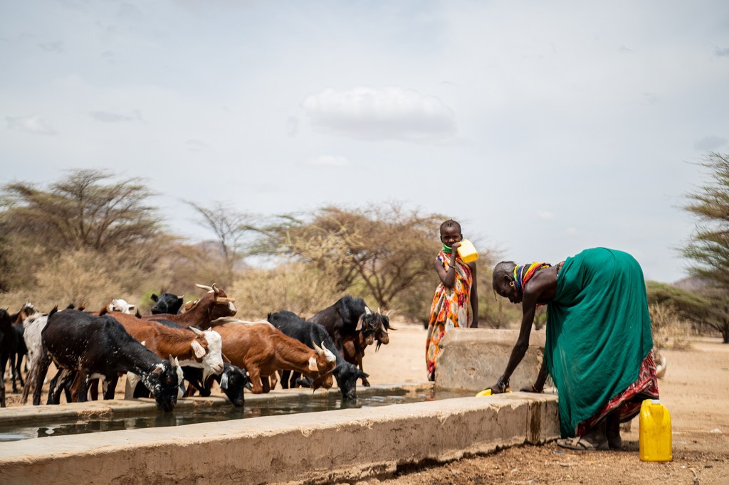 Dans le village de Sopel, dans le comté de Turkana, au Kenya, une femme va chercher de l'eau à l'abreuvoir communautaire (octobre 2022).