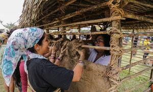 Procesos de construcción de la casa de quincha y la junta de embarre en Panamá