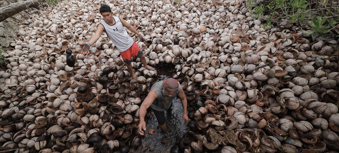 The practice of making Asin Tibuok, the artisanal sea salt of the Boholano of Bohol Island, Philippines The practice of making Asin Tibuok, the artisanal sea salt of the Boholano of Bohol Island, Philippines