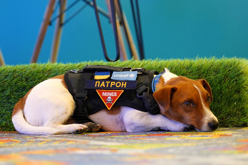 Пёс Патрон хорошо известен всей Украине.