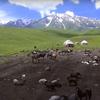 Пастбища в отдаленных горных районах Кыргызстана.