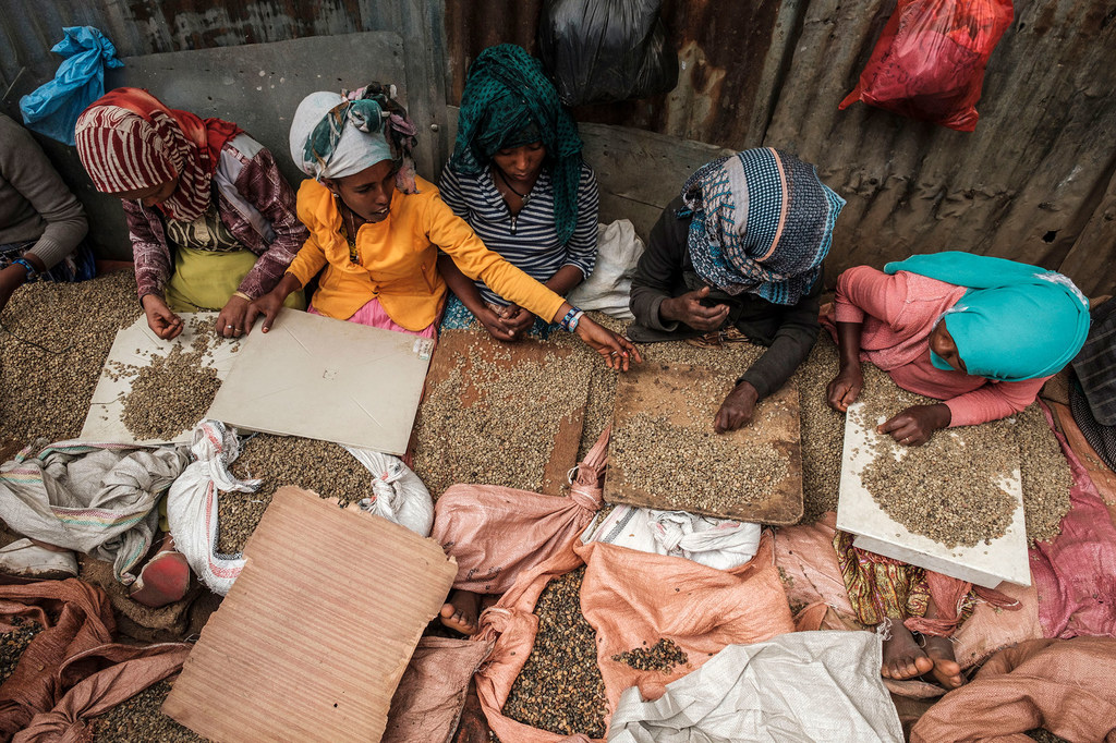 Женщины сортируют кофейные зерна в Аддис-Абебе, Эфиопия