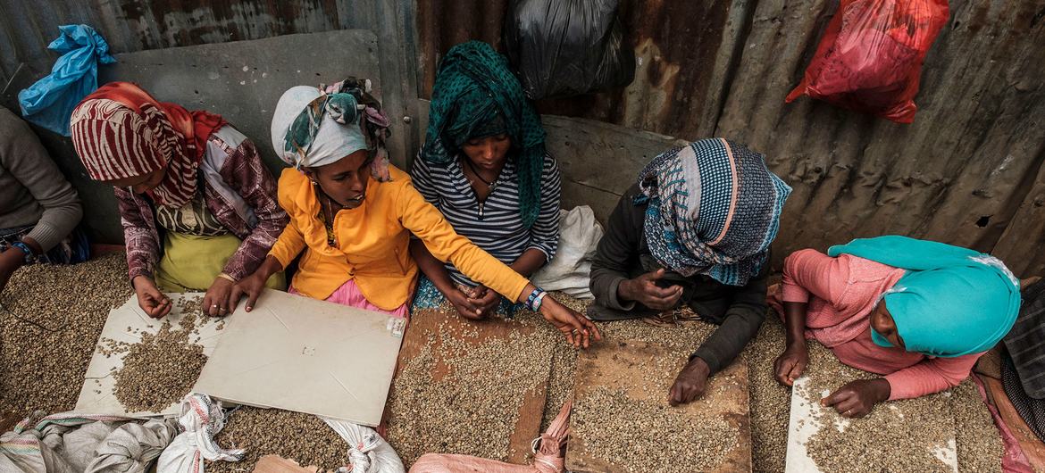 Mujeres clasificando granos de café en Addis Abeba, Etiopía.