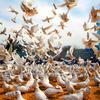Peace doves fly on the grounds of the historic Hazrat-i-Ali mosque, in the city of Mazar-i-Sharif, Afghanistan. (file)