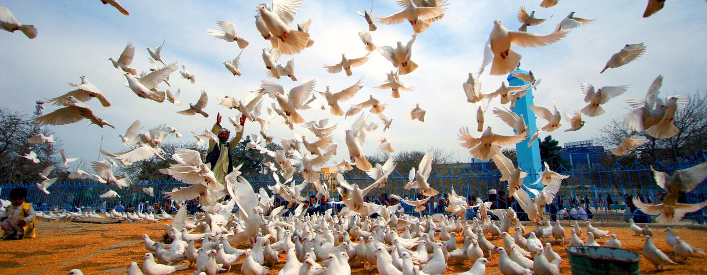 Des colombes de la paix volent sur le terrain de la mosquée historique Hazrat-i-Ali, dans la ville de Mazar-i-Sharif, en Afghanistan. 