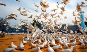 Peace doves fly on the grounds of the historic Hazrat-i-Ali mosque, in the city of Mazar-i-Sharif, Afghanistan. (file)