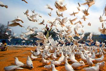 Peace doves fly on the grounds of the historic Hazrat-i-Ali mosque, in the city of Mazar-i-Sharif, Afghanistan. (file)