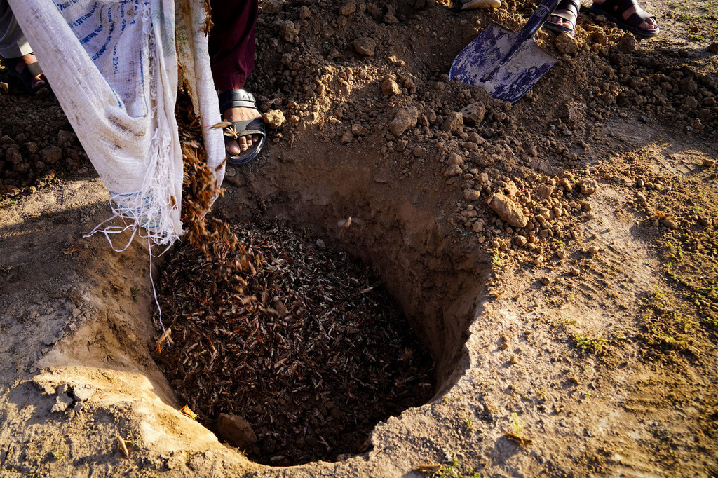 अफ़ग़ानिस्तान के एक इलाक़े में, टिड्डियों को क़ाबू में करने की प्रक्रिया.