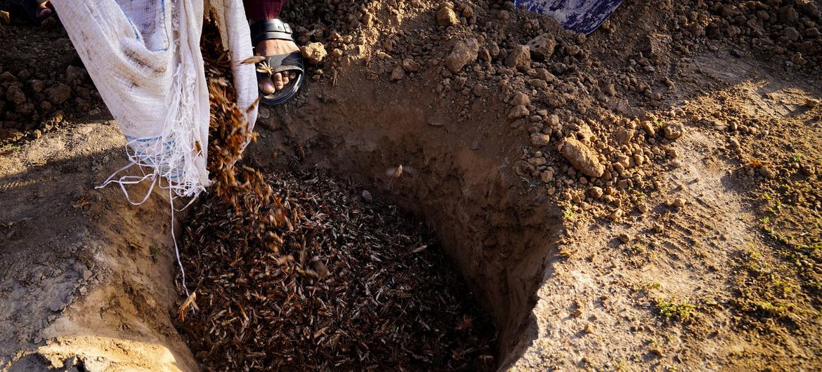 Las langostas marroquíes se vierten en un hoyo durante el control mecánico en Baghlan, Afganistán.