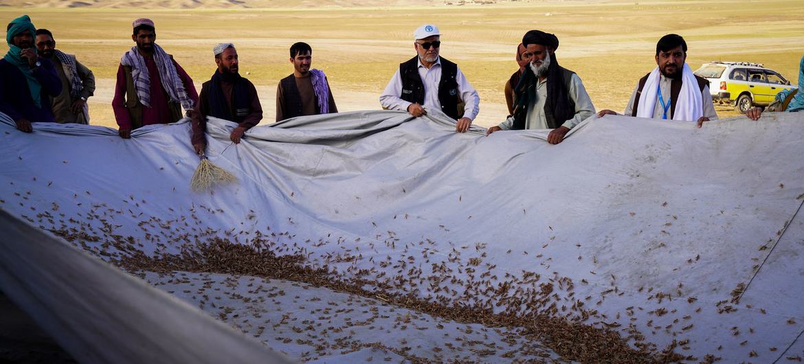 Métodos de control mecánico tienen lugar en Baghlan tras un brote a gran escala de langosta marroquí en el norte y el noreste de Afganistán.