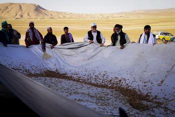 अफ़ग़ानिस्तान के एक इलाक़े में, टिड्डियों को क़ाबू में करने के प्रयास.