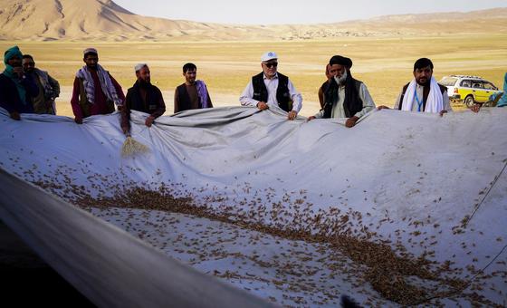 Locust outbreak in Afghanistan threatens wheat harvest