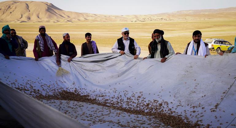 Afganistan’daki çekirge salgını buğday hasadını tehdit ediyor

 Nguncel.com