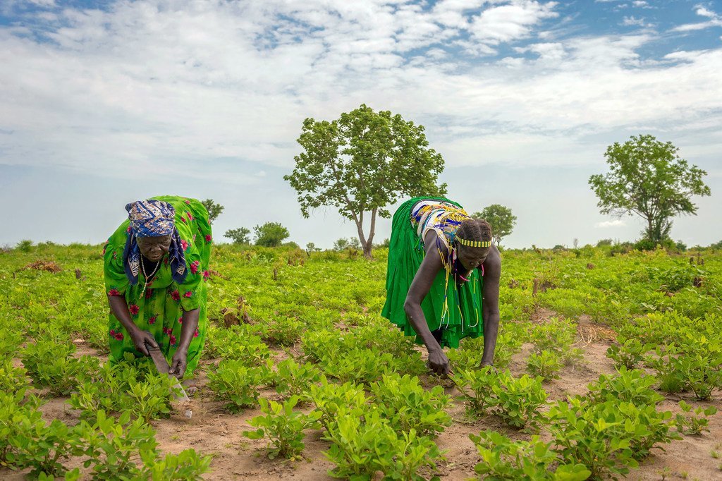 Wanawake wakifanya kazi shambani katika Jimbo la Jubek, Sudani Kusini, ambapo WFP inakuza kilimo endelevu ili kuimarisha mapato na maisha. Wanawake wakifanya kazi shambani katika Jimbo la Jubek, Sudani Kusini, ambapo WFP inakuza kilimo endelevu ili kuimarisha mapato na maisha.