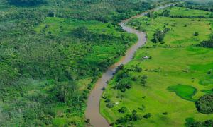 The Amazon rainforest, covering much of northwestern Brazil and extending into other South American countries, is the world's largest tropical rainforest and is vital to fighting climate change. 