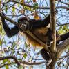 وسطی امریکہ کے جنگلات میں پایا جانے والا مکڑی بندر (spider monkey) جسے سیاہ دست بندر بھی کہا جاتا ہے۔