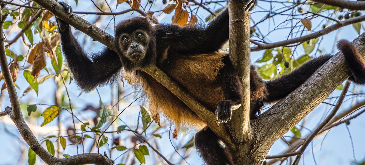 وسطی امریکہ کے جنگلات میں پایا جانے والا مکڑی بندر (spider monkey) جسے سیاہ دست بندر بھی کہا جاتا ہے۔
