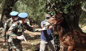 Indian veterinary peacekeepers/doctors serving with the  UN mission in Lebanon (UNIFIL), provide medical assistance to shepherds and farmers.