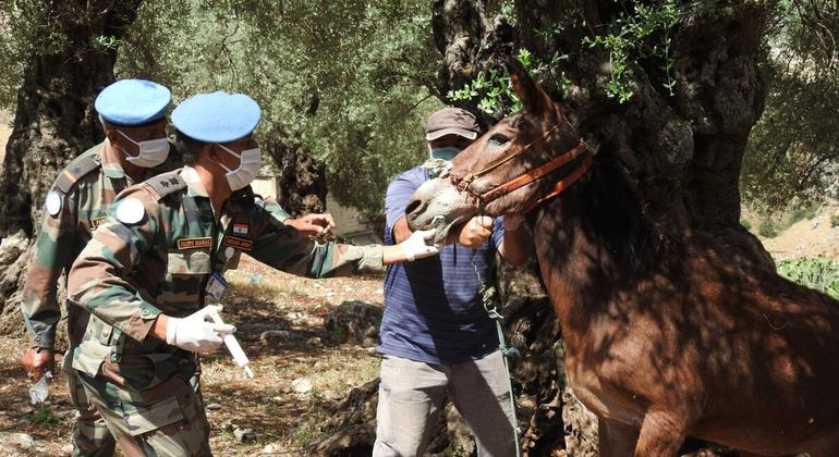 جنود حفظ السلام البيطريون/الأطباء الهنود العاملون مع بعثة الأمم المتحدة في لبنان (اليونيفيل) يقدمون المساعدة الطبية للرعاة والمزارعين.