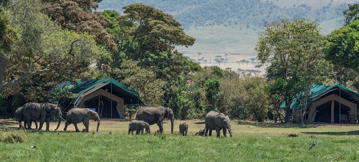 کینیا کا مسائی مارا نیشنل پارک۔
