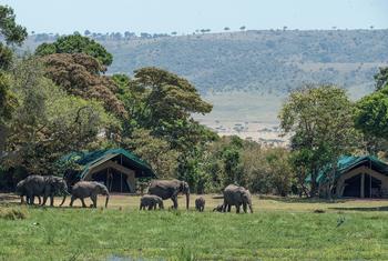 Una manada de elefantes se dirige a una charca en un campamento de safari turístico en Masai Mara, Kenia.