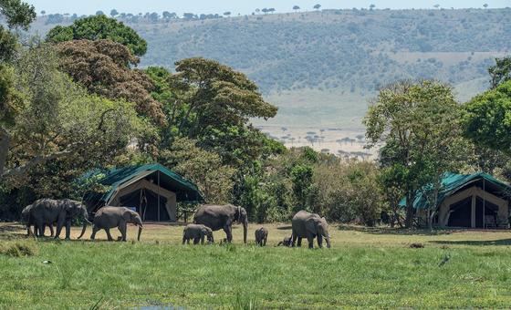 Una manada de elefantes se dirige a una charca en un campamento de safari turístico en Masai Mara, Kenia.