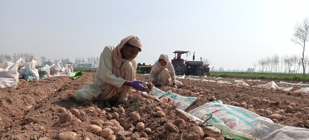 عاملات زراعيات يقطفن البطاطس في أحد الحقول في باكستان.