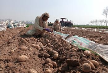 عاملات زراعيات يقطفن البطاطس في أحد الحقول في باكستان.